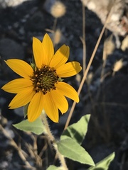 Helianthus bolanderi