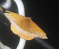 Fascellina clausaria