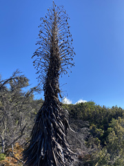 Argyroxiphium grayanum