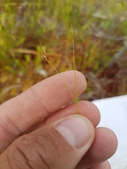 Carex billingsii