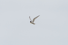 Sternula antillarum browni