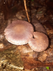 Cortinarius torvus