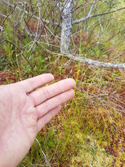 Carex billingsii