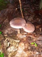 Cortinarius torvus