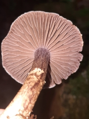 Cortinarius torvus