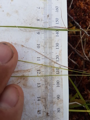 Carex billingsii