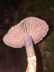 Cortinarius torvus