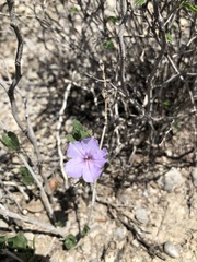 Ruellia parryi