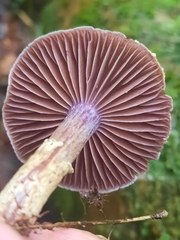 Cortinarius torvus