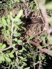 Auriparus flaviceps