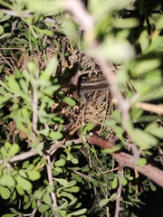 Auriparus flaviceps