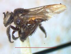 Frieseomelitta paupera