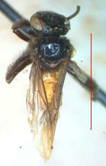 Frieseomelitta paupera