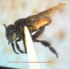 Frieseomelitta paupera