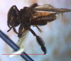 Frieseomelitta paupera