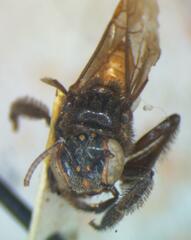 Frieseomelitta paupera