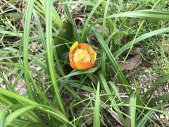 Nuphar japonica