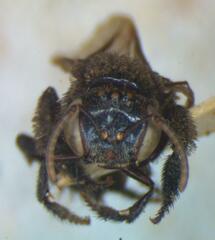 Frieseomelitta paupera