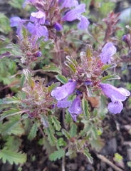 Dracocephalum foetidum