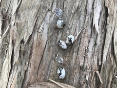 Parasa lepida
