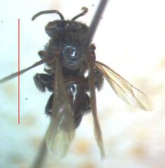 Frieseomelitta paupera