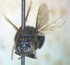 Frieseomelitta paupera