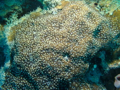 Cliona varians