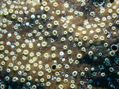 Cliona varians