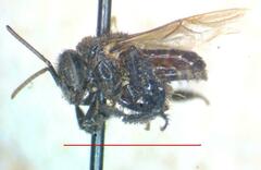 Frieseomelitta paupera