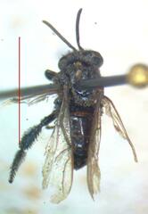 Frieseomelitta paupera