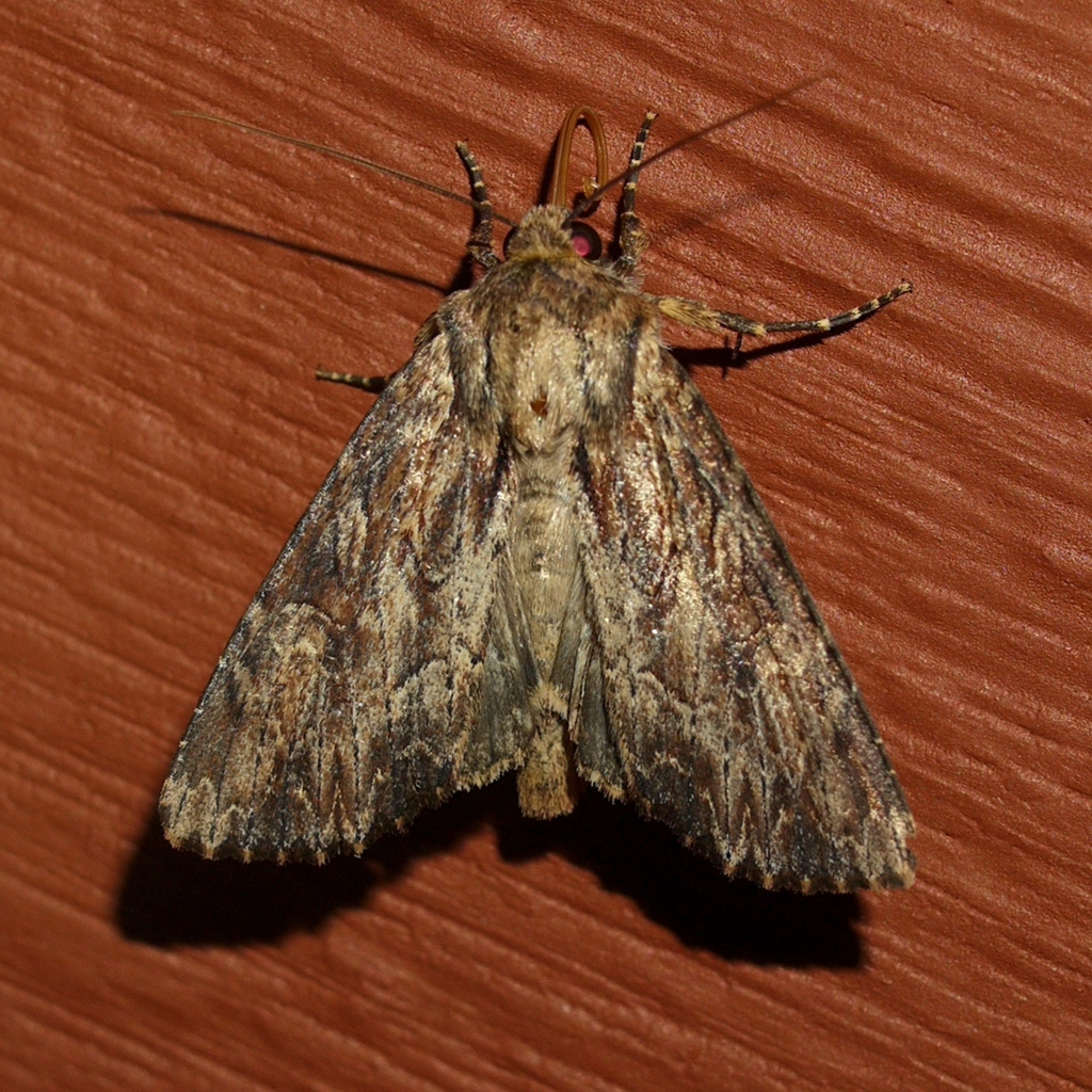 Wood-colored Apamea Moth