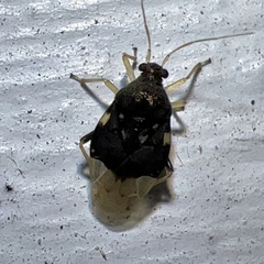 Pycnoderes quadrimaculatus