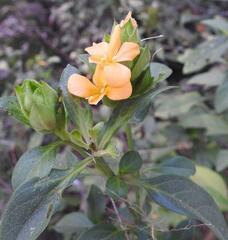 Barleria crossandriformis