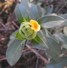 Barleria crossandriformis