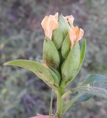 Barleria crossandriformis