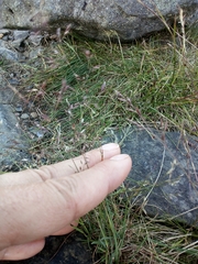 Agrostis mertensii
