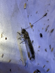 Ululodes quadripunctatus