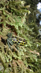 Ranitomeya variabilis
