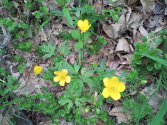 Ranunculus hispidus nitidus
