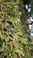 Ranitomeya variabilis