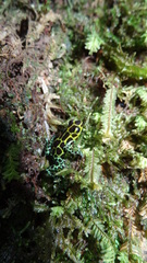 Ranitomeya variabilis