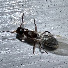 Colobopsis mississippiensis
