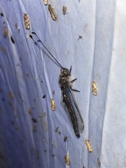 Ululodes quadripunctatus