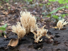Fungi