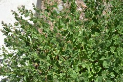 Ageratina occidentalis