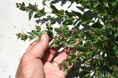 Ageratina occidentalis
