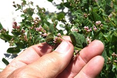 Ageratina occidentalis
