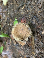 Fungi