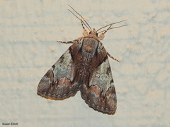 Catocala crataegi