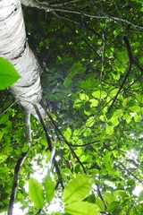Ocotea botrantha